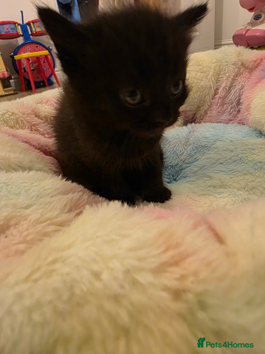 Mixed Breed cats for sale: Beautiful kittens - Advert 13