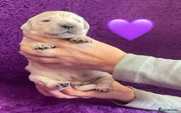 Golden Retriever dogs for sale: KC Reg Cream Boys from health tested parents.  - Image 16