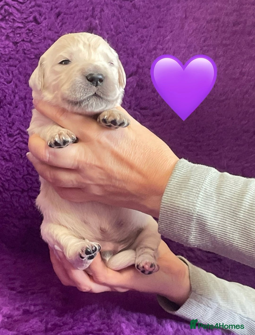 Golden Retriever dogs for sale: KC Reg Cream Boys from health tested parents.  - Image 16