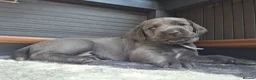 Weimaraner dogs for sale: Weimaraner blue in Hull - Advert 2