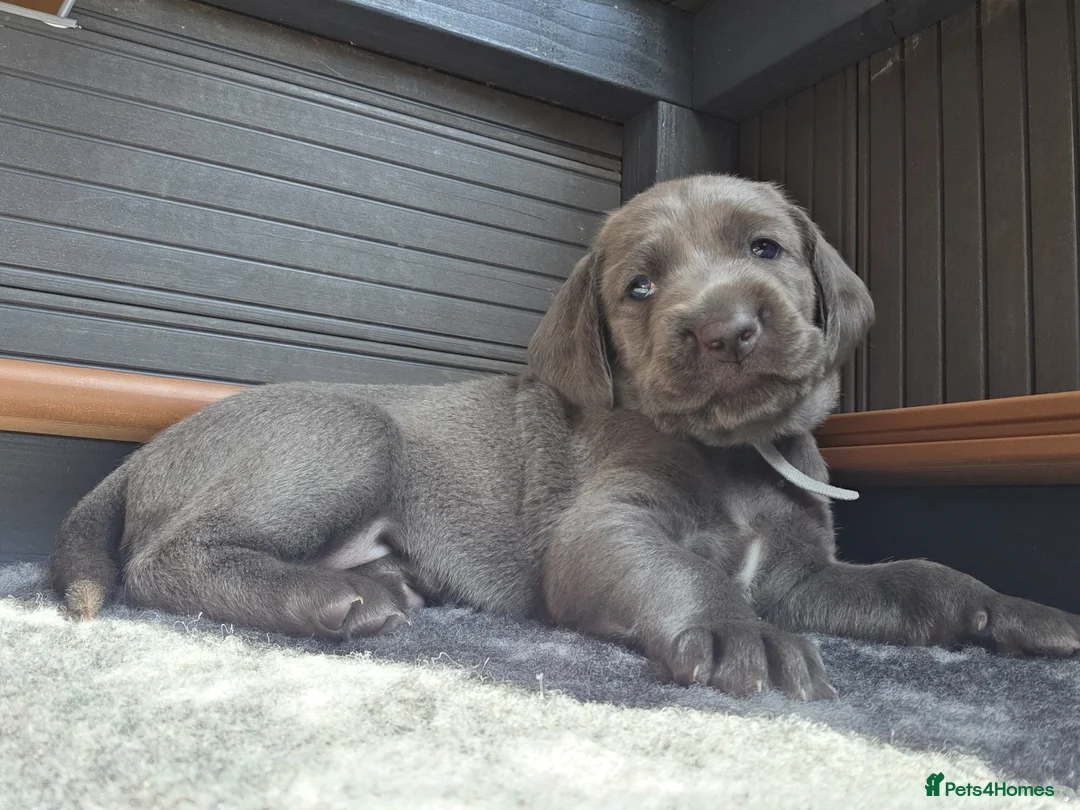 Weimaraner dogs for sale: Weimaraner blue in Hull - Advert 2