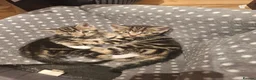 Mixed Breed cats for sale: 2 beautiful kittens left - Advert 2