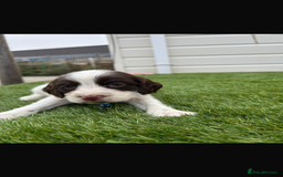 Cocker Spaniel dogs for sale: Cocker spaniel puppies 6girls 1boy ready now - Image 10