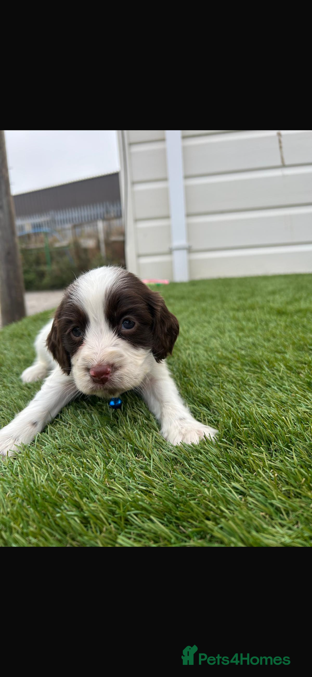 Cocker Spaniel dogs for sale: Cocker spaniel puppies 6girls 1boy ready now - Image 10