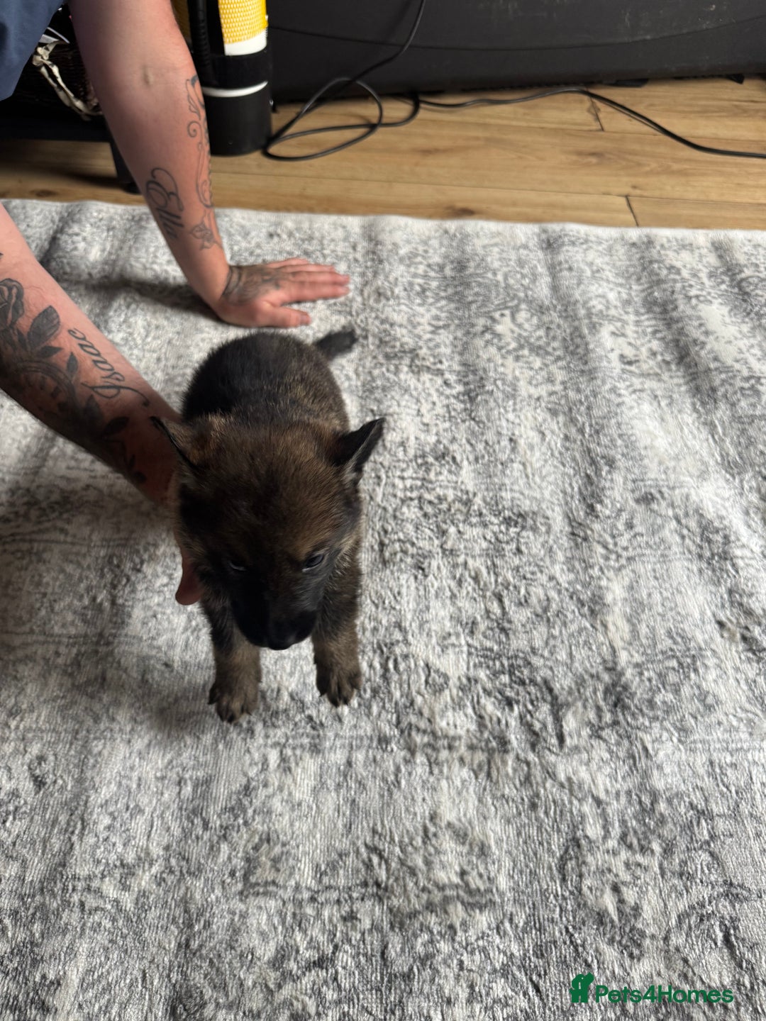 German Shepherd dogs for sale: 3 German shepherd puppies - Image 4