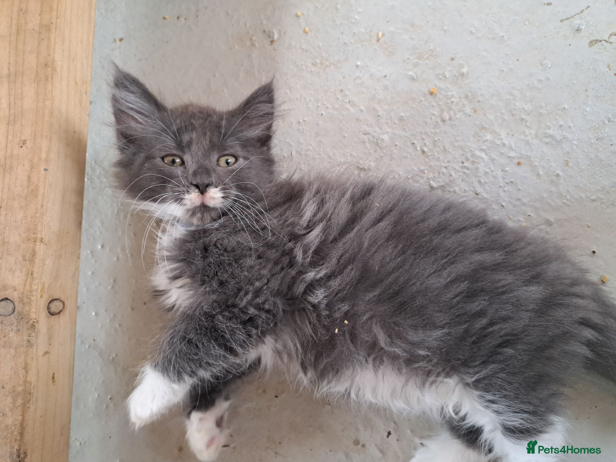 Norwegian Forest Cat cats 6 adorable NFC/maincoon kittens. - Advert 2