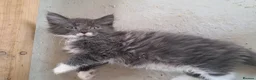 Norwegian Forest Cat cats for sale: 6 adorable NFC/maincoon kittens. - Advert 2