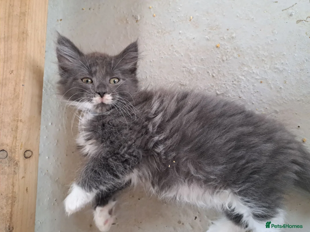 Norwegian Forest Cat cats for sale: 6 adorable NFC/maincoon kittens. - Advert 2