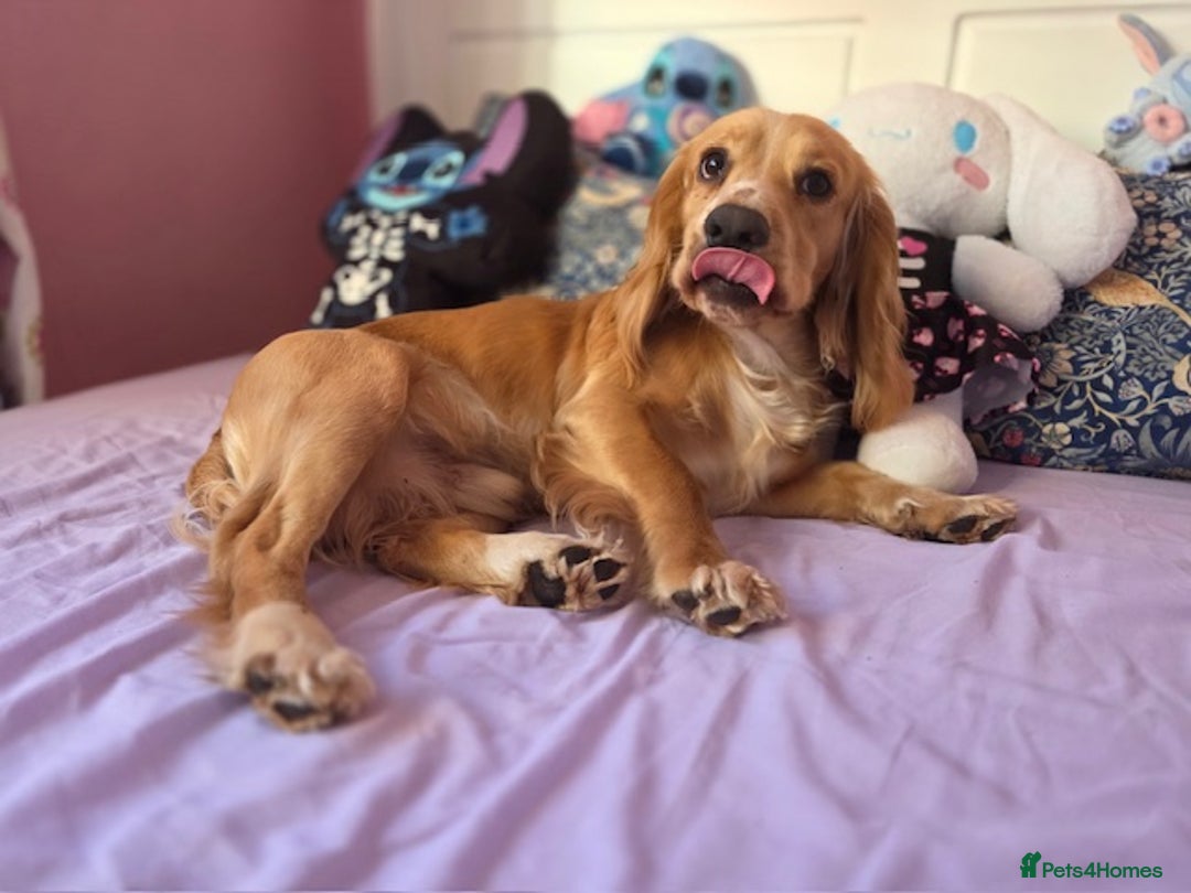 Mixed Breed dogs for sale: Cocker Spaniel Puppies – 4 Weeks Old - reserve now - Advert 19