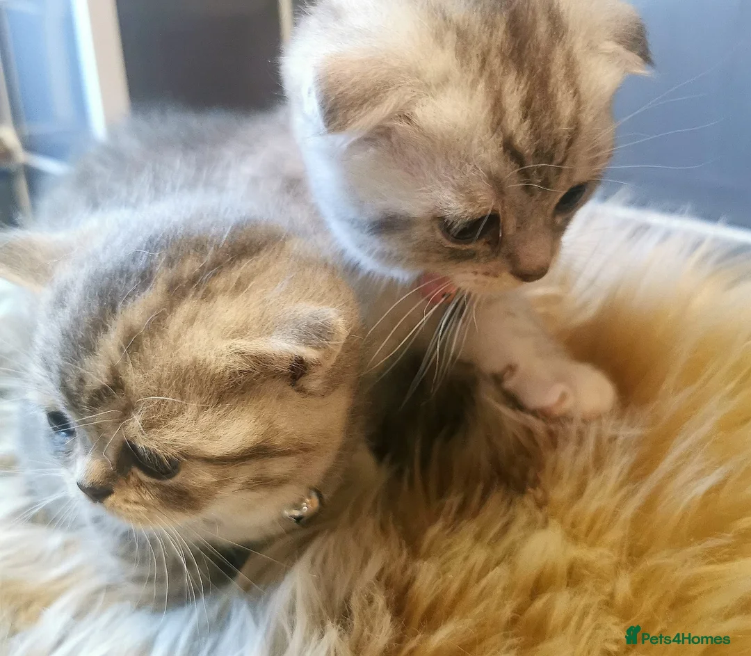 Mixed Breed cats for sale: ❤️Luxury Chinchilla Persian Scottish Fold Kittens - Advert 10