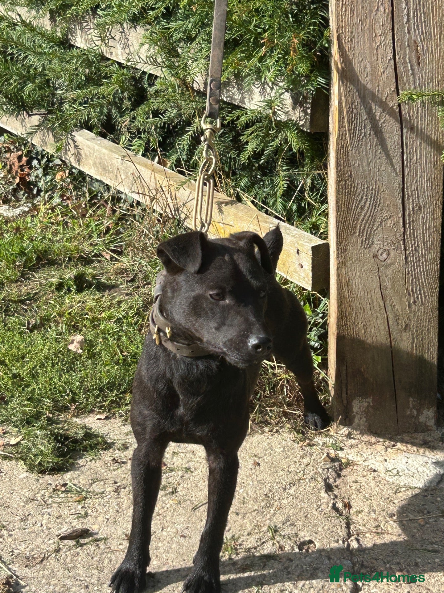 Patterdale Terrier dogs 18 month old Patterdale Terrier  - Advert 1