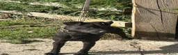 Patterdale Terrier dogs for sale: 18 month old Patterdale Terrier  - Advert 1
