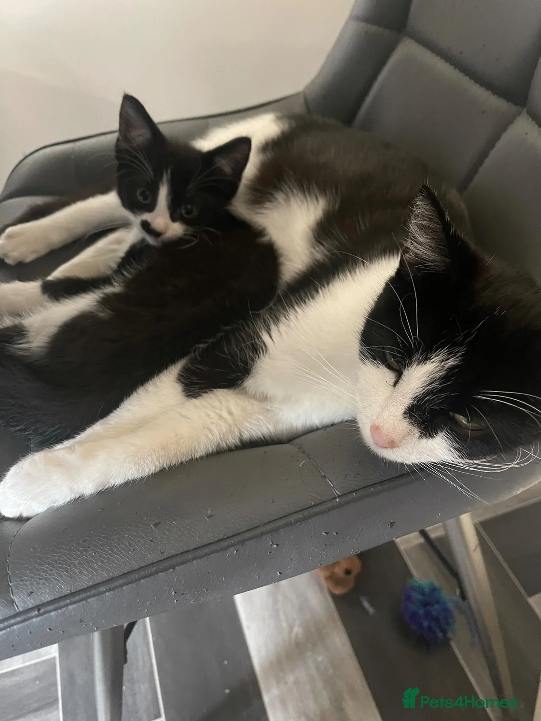 British Shorthair cats for sale: Female kitten - Advert 1