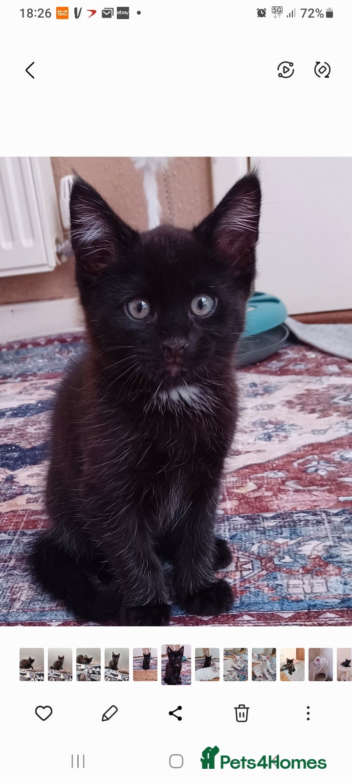 Mixed Breed cats Beautiful kittens - Advert 1
