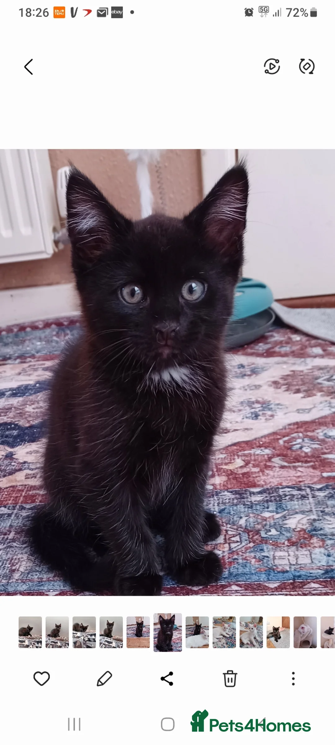 Mixed Breed cats for sale: Beautiful kittens - Advert 1