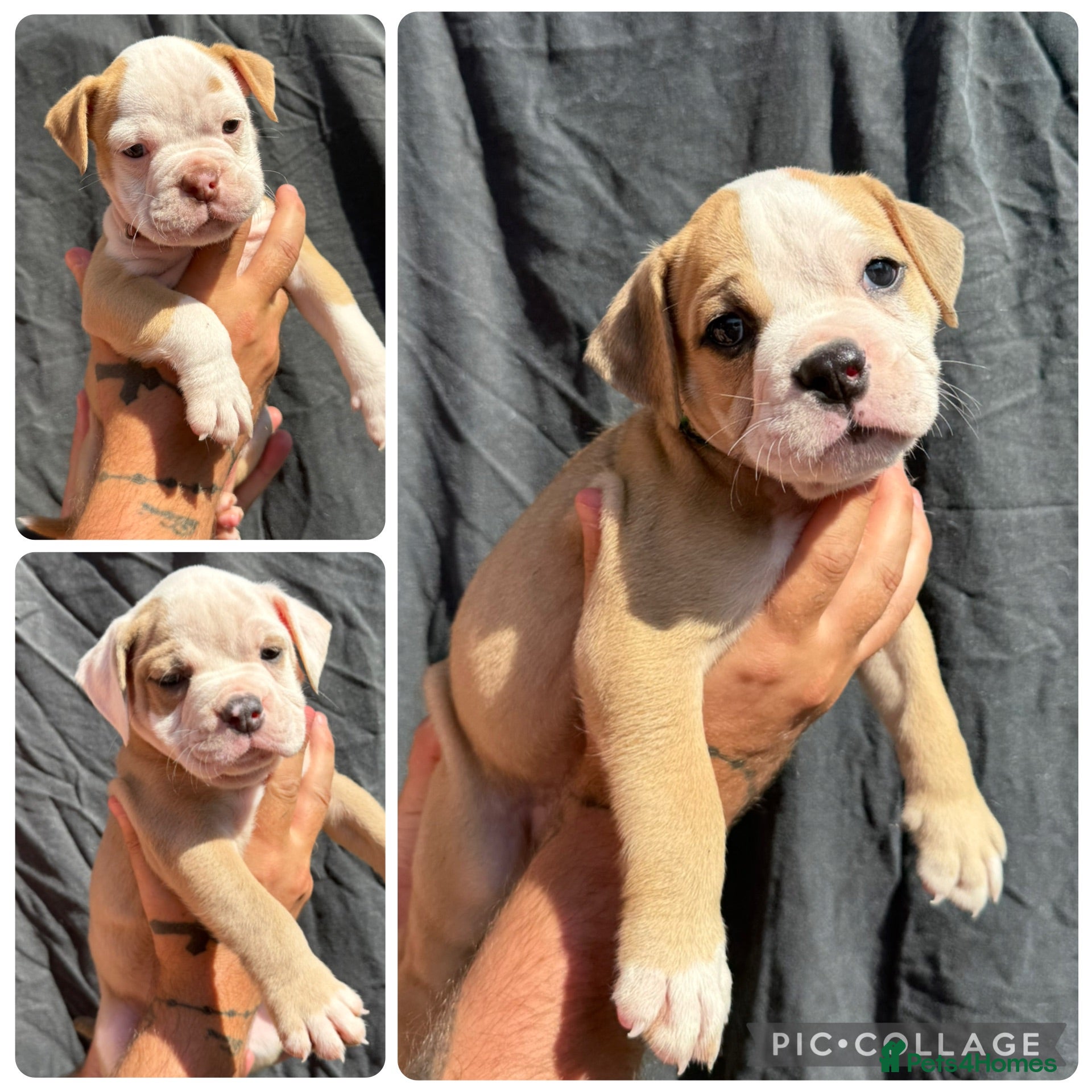Olde English Bulldogge dogs READY TO LEAVE 3   olde English bulldogs  - Advert 12