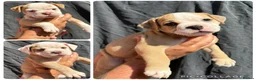 Olde English Bulldogge dogs for sale: READY TO LEAVE 3 old English bulldog  - Advert 6