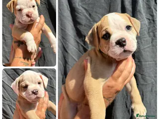 Olde English Bulldogge dogs READY TO LEAVE 3 olde English bulldogs - Advert 12