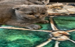 Scottish Fold cats for sale: Scottish fold kittens - Image 15