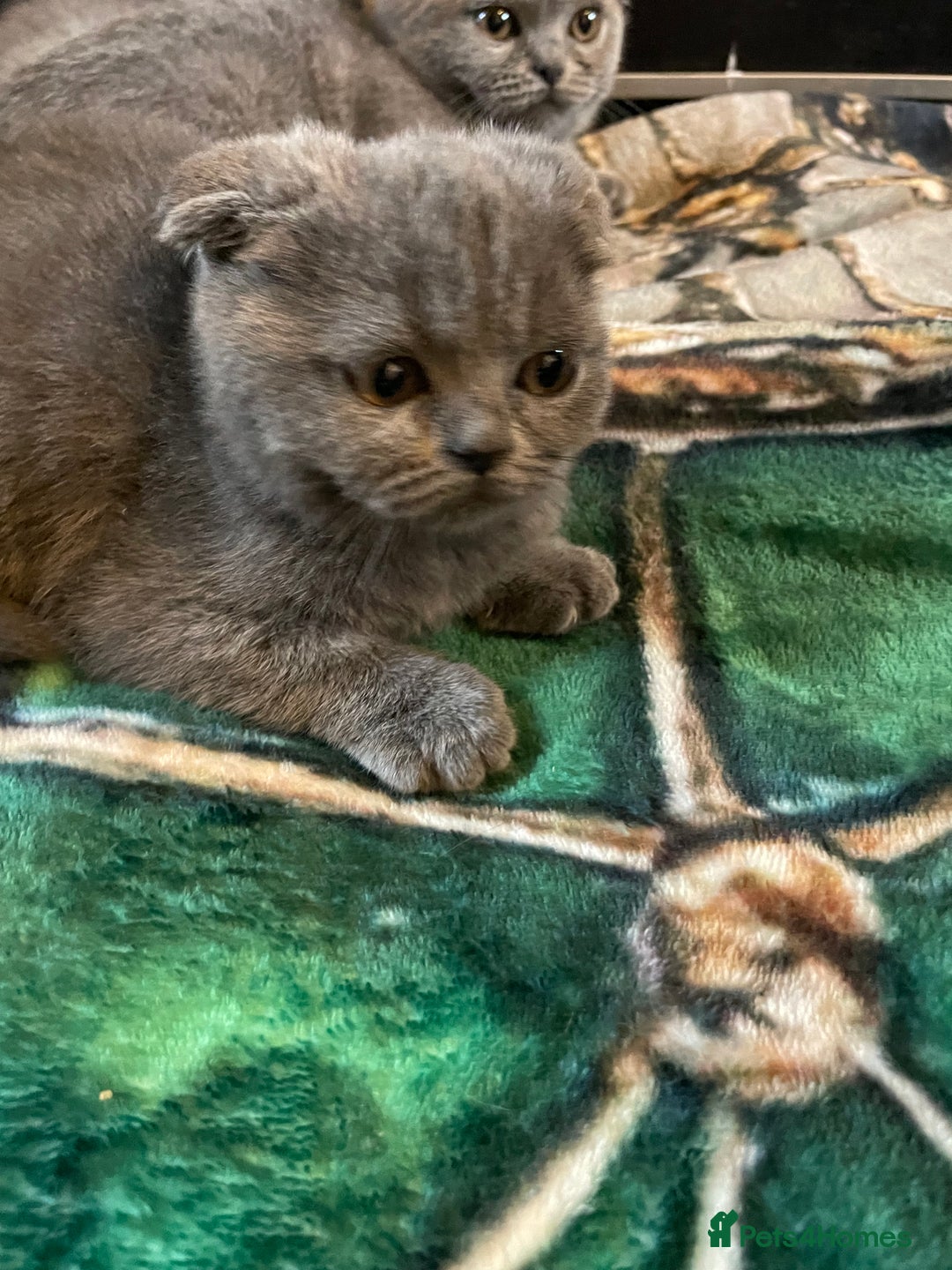 Scottish Fold cats for sale: Scottish fold kittens - Image 15