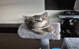 British Shorthair cats for sale: FOUND NEW HOMES - CUTE BROWN TABBY KITTEN  - Image 1