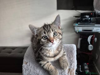 British Shorthair cats - Advert 22