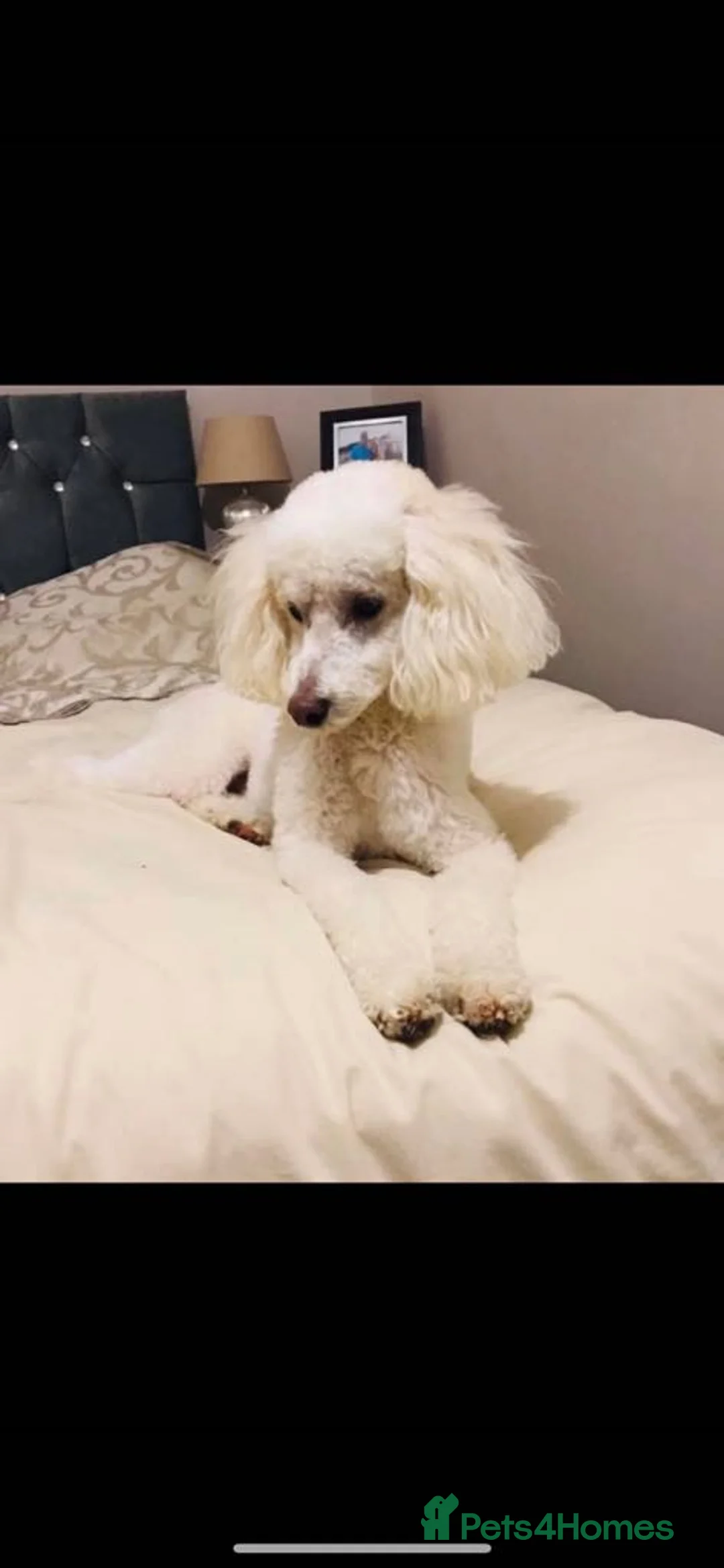 Cockapoo dogs for sale: 8 beautiful f1 cockerpoos  - Advert 2