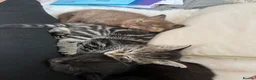 Mixed Breed cats for sale: Ragdoll x Maine Coon Kittens - Advert 12