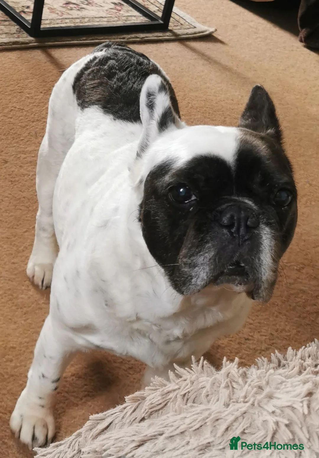 French Bulldog dogs for sale: Frenchbulldog Puppies - Advert 24