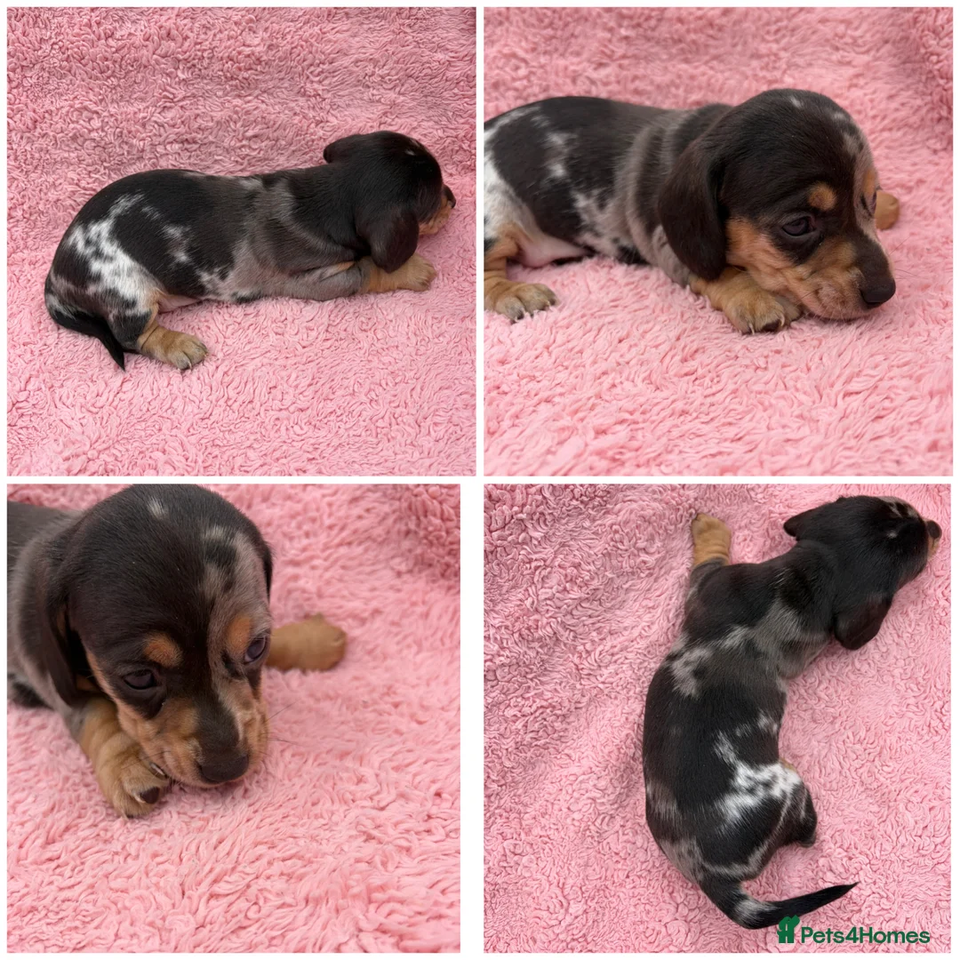 Miniature Dachshund dogs for sale: Beautiful KC registered Miniature Dachshunds  - Advert 2