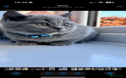 British Shorthair cats for sale: 5  BSH kittens - Image 15