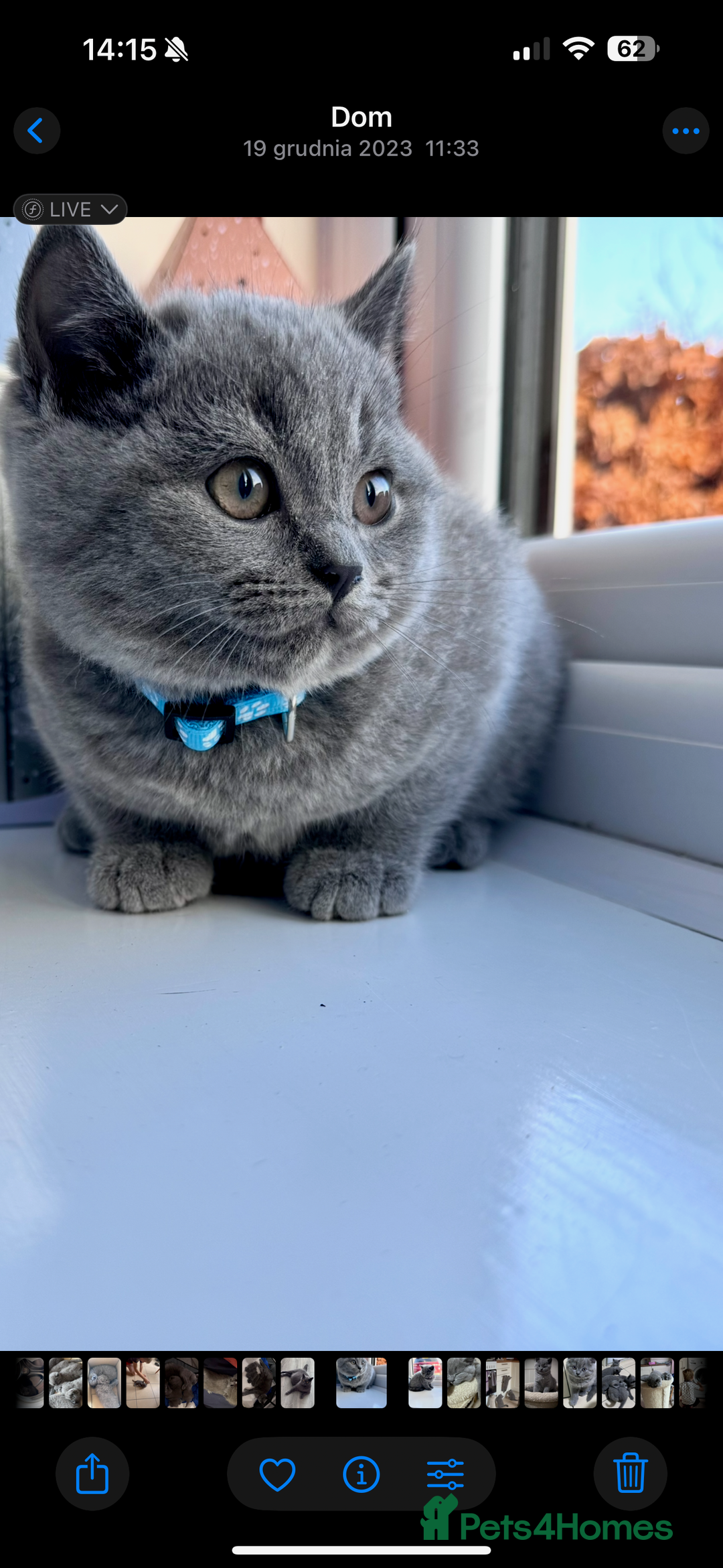 British Shorthair cats for sale: 5  BSH kittens - Image 15