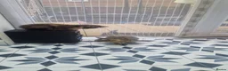 Mixed Breed cats for sale: 6 little kitens(2 boys and 4 girls) - Advert 17