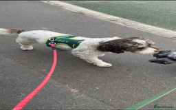 Mixed Breed dogs for sale:  Dalmaspoodles! Dalmation X springer/poodle pups - Image 25