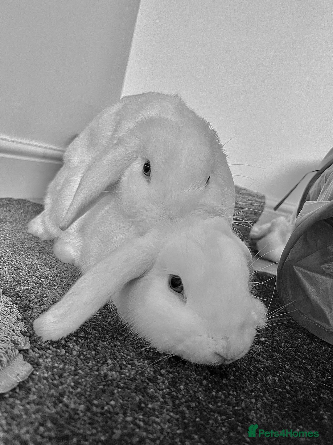 Mini Lop rabbits for sale: Mini lop rabbits  - Image 5