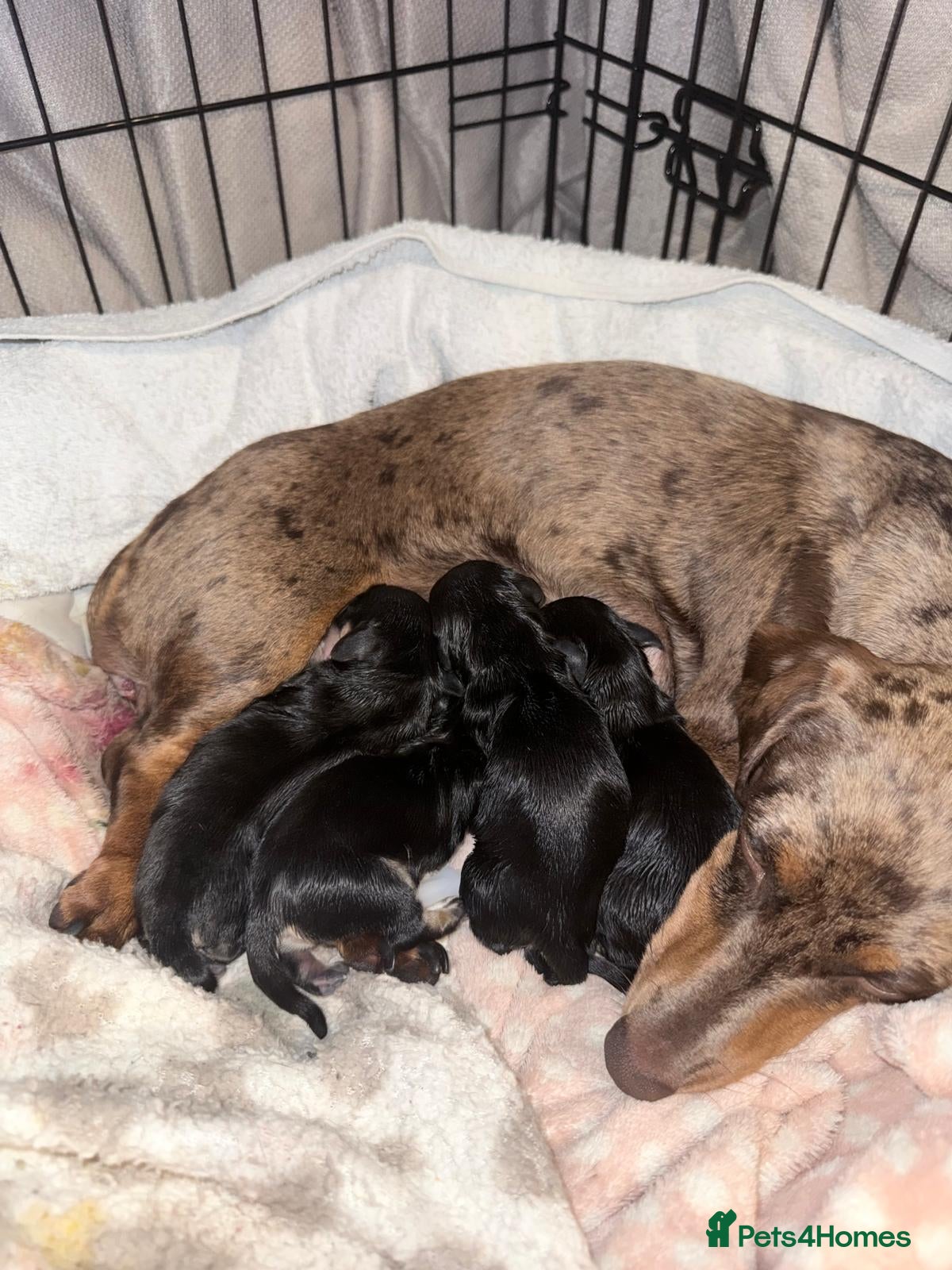 Miniature Dachshund dogs English cream light cream stud long hair  - Advert 2