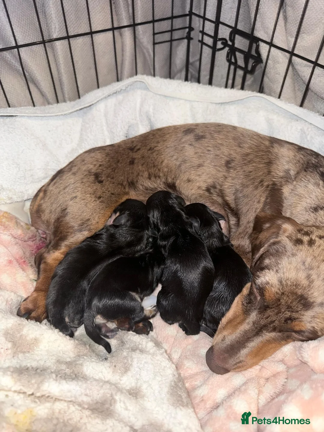 Miniature Dachshund dogs for stud: Cream stud long hair  - Advert 2