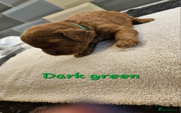 Cockapoo dogs for sale: Beautiful PRA F1B puppies - Image 14