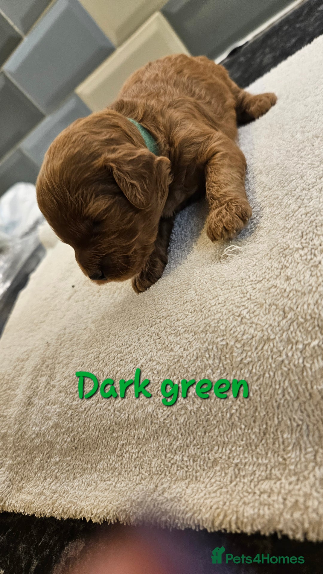 Cockapoo dogs for sale: Beautiful PRA F1B puppies - Image 14