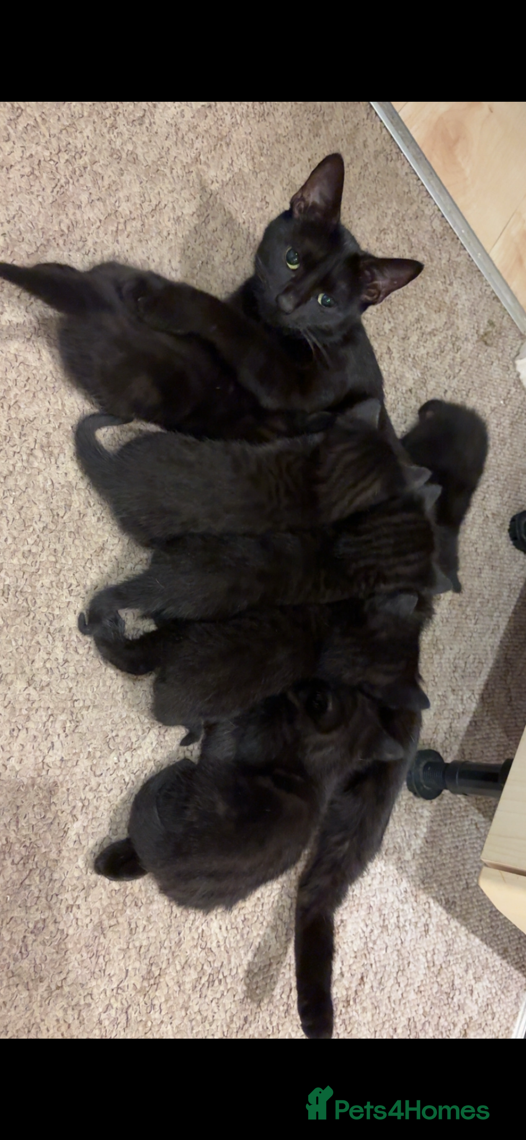 Mixed Breed cats for sale: Kittens ready for their new homes  - Advert 1