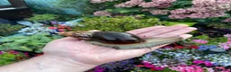Snails invertebrates for sale: Giant African Snails for sale! - Advert 4