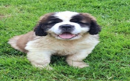 Saint Bernard dogs for sale: KC reg Saint Bernard puppies READY NOW - Image 18