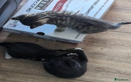 Domestic Shorthair cats for sale: 4 beautiful kittens - Image 17