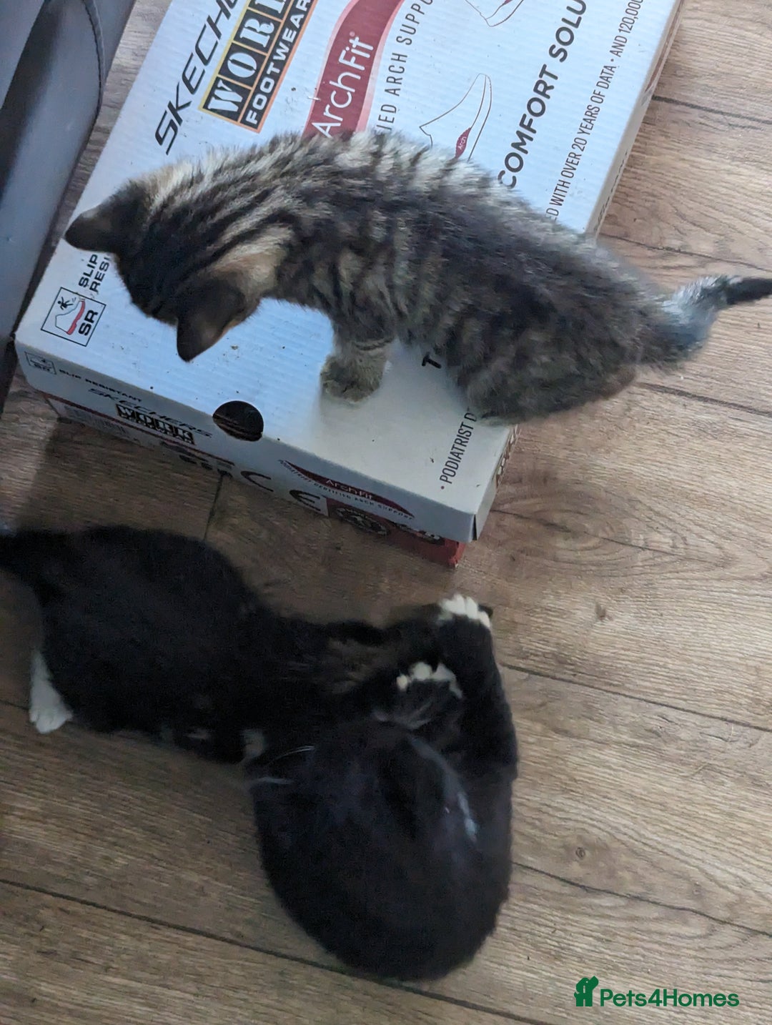 Domestic Shorthair cats for sale: 4 beautiful kittens - Image 17