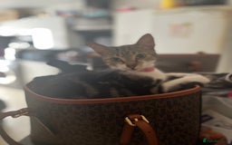Mixed Breed cats for sale: Rocket  - Image 1