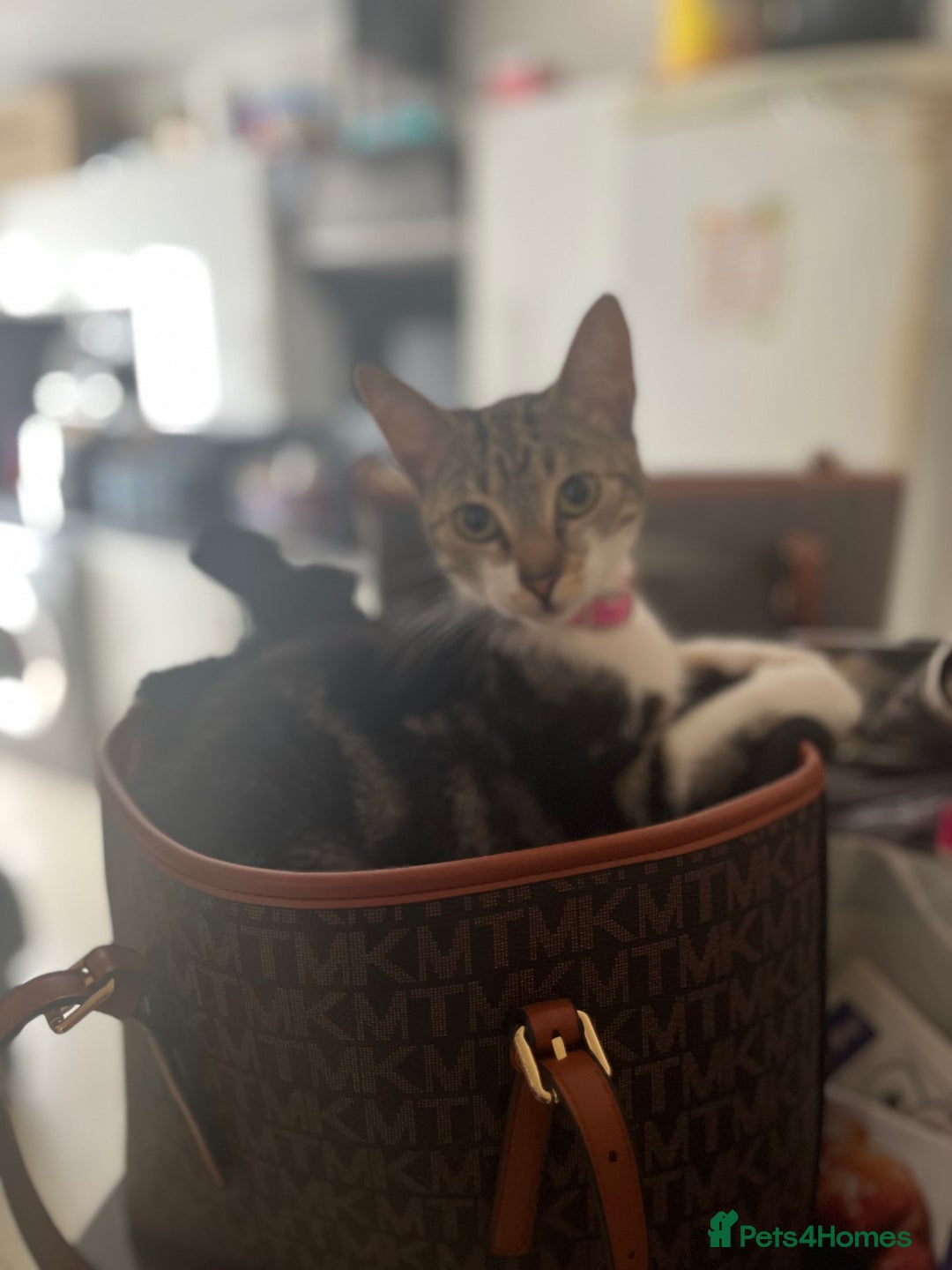 Mixed Breed cats for sale: Rocket  - Image 1