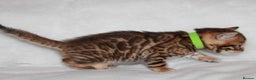 Bengal cats for sale: Gorgeous TICA Bengal Kittens - Ready 15/01/2026 - Advert 20