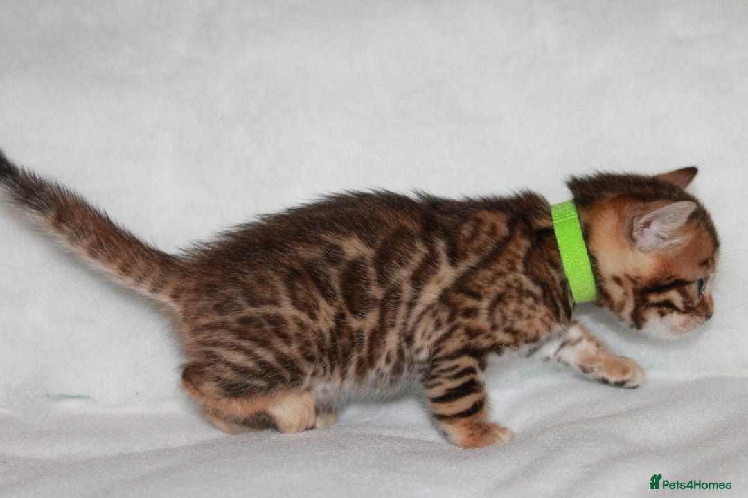 Bengal cats for sale: Gorgeous TICA Bengal Kittens - Ready 15/01/2026 - Advert 20