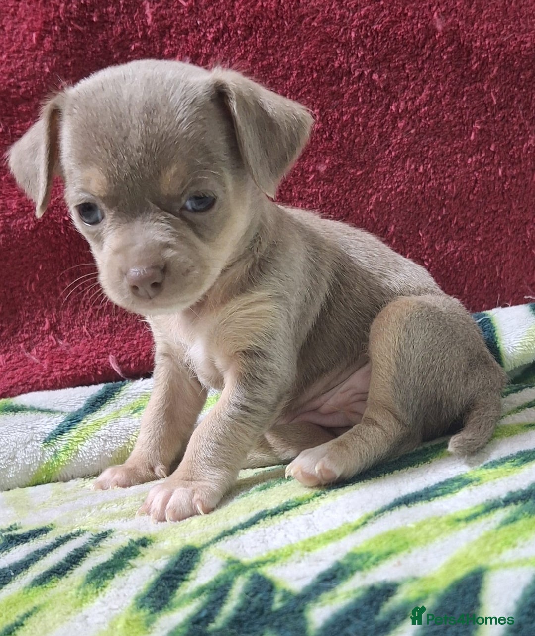 Chihuahua dogs for sale: KC Chihuahua Baby Girls - Advert 14