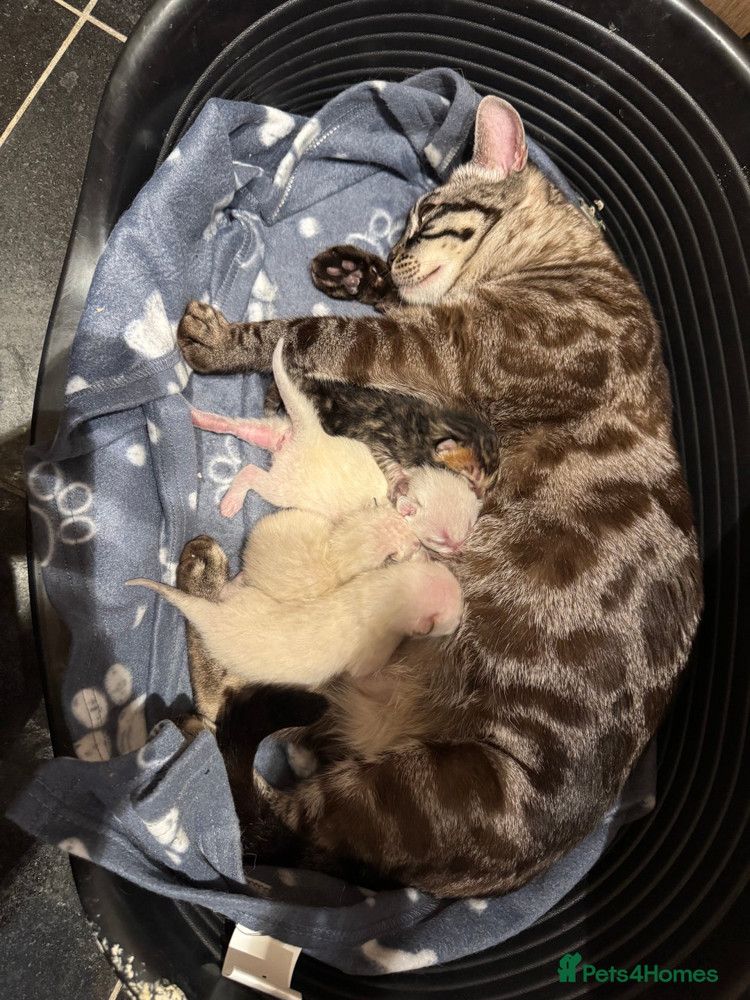 Bengal cats for sale: 4 Beautiful Bengals for sale  - Image 1